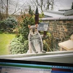 Garden squirrels