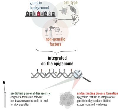 Age-related disease risk arises from the dynamic interplay between genetic background, cellular identity, and accumulated biological experience.